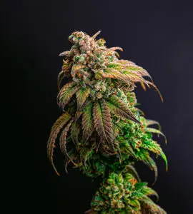  Learn About The History of The Source for our 7th Anniversary!